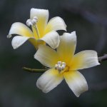 TulipTree.jpg