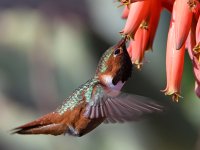 Hummer16.jpg