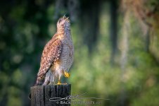 J54_0689-Edit-copy.jpg