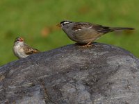 Sparrow4.jpg