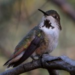Hummer5.jpg