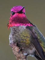 Hummer11.jpg