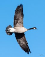 GooseFlight-501.jpg