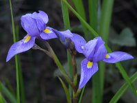 Iris.jpg