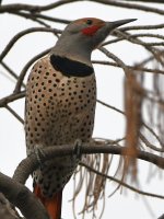 Flicker6.jpg