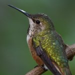 Hummer14.jpg