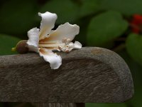 Tulip.jpg