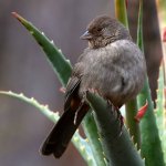 Towhee2.jpg