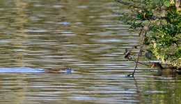 DSC_3128.jpg