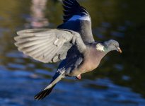 DSC_3003.jpg