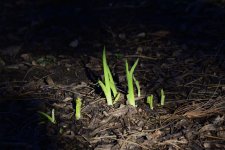 DSC_3136.jpg