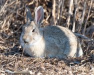 Rabbit-502.jpg