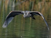 BlueHeron2.jpg