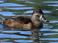 Duck4.jpg