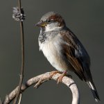 Sparrow3.jpg