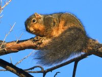 Squirrel.jpg