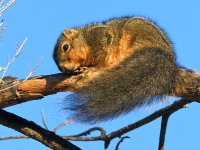 Squirrel2.jpg