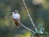 Hummer3.jpg