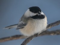 10 Jan 2020 chickadee.jpg