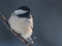 10 Jan 2020 chickadee two.jpg