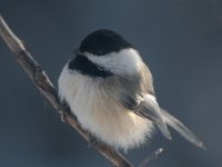 10 Jan 2020 chickadee three.jpg