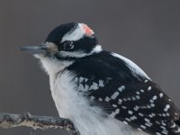 10 Jan 2020 woodpecker.jpg