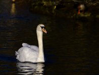 DSC_3013.jpg