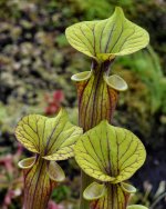 Sarracenia catesbaei 'Golden Eagle'.JPG