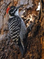 Woodpecker2.jpg