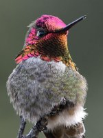 Hummer16.jpg