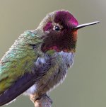 Hummer27.jpg