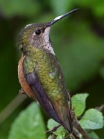 Hummer37.jpg