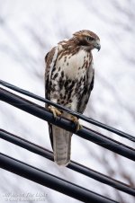 _DSC2799 low res.jpg