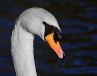 DSC_3014sc.jpg
