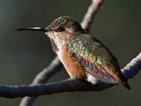 Hummer4.jpg