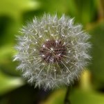 Dandilion.jpg