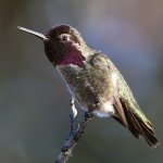 Hummer3.jpg