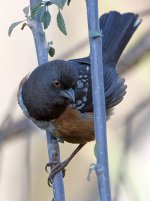 SpottedTowhee5.jpg
