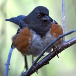 SpottedTowhee4.jpg