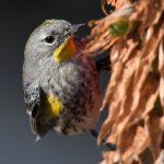 YRW.jpg