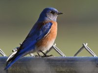 Bluebird7.jpg
