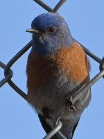 Bluebird4.jpg
