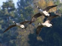 Geese.jpg