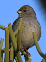 GCSparrow.jpg