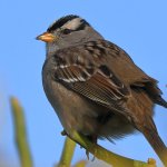 Sparrow2.jpg