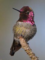 Hummer.jpg