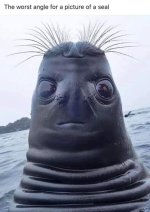 seal.jpg