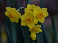 Narcissus.jpg