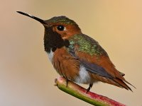 Hummer6.jpg