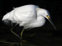 Egret5.jpg